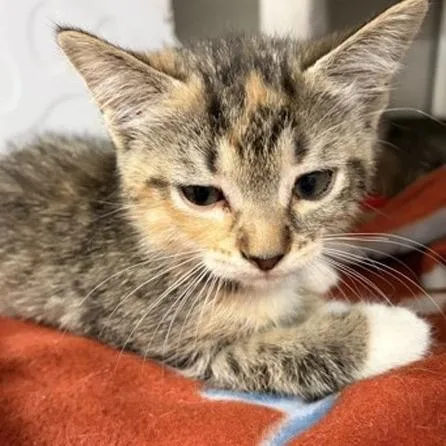 A baby small-sized female Brown / Chocolate Domestic Short Hair cat named Peaches for adoption in New York, NY