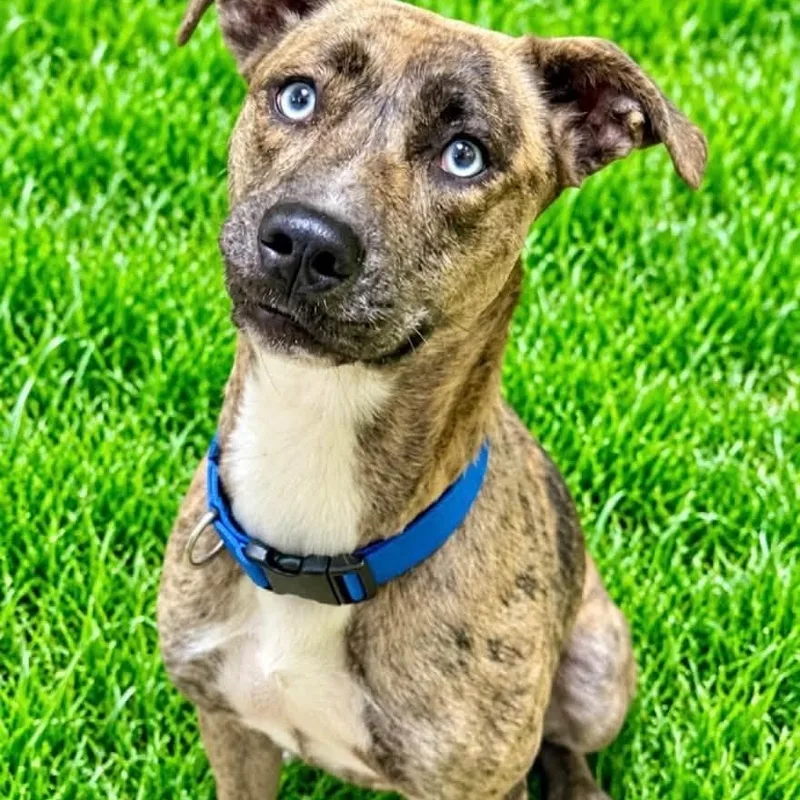 A young medium-sized female Catahoula Leopard Dog dog named Angel for adoption in Battle Creek, MI