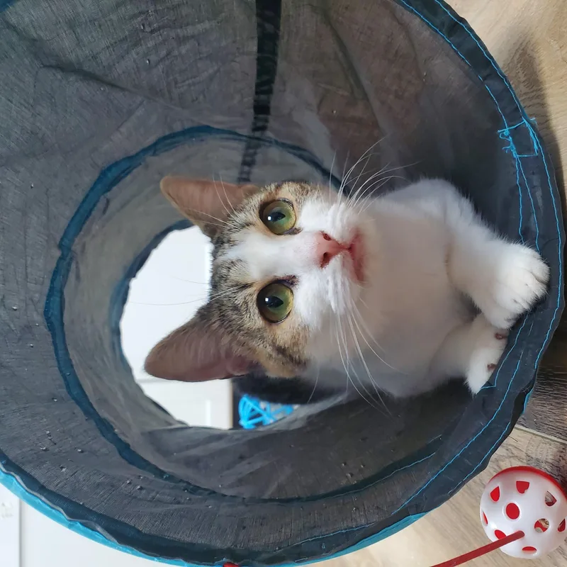 A young small-sized female Torbie Domestic Short Hair cat named Riley for adoption in Northford, CT