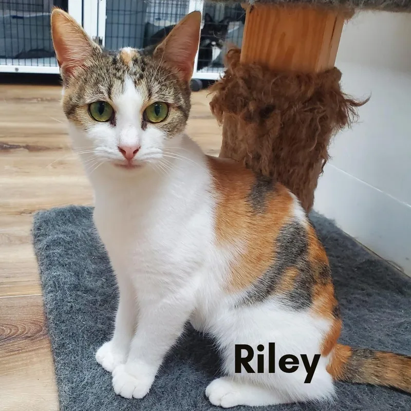 Riley thumbnail 3