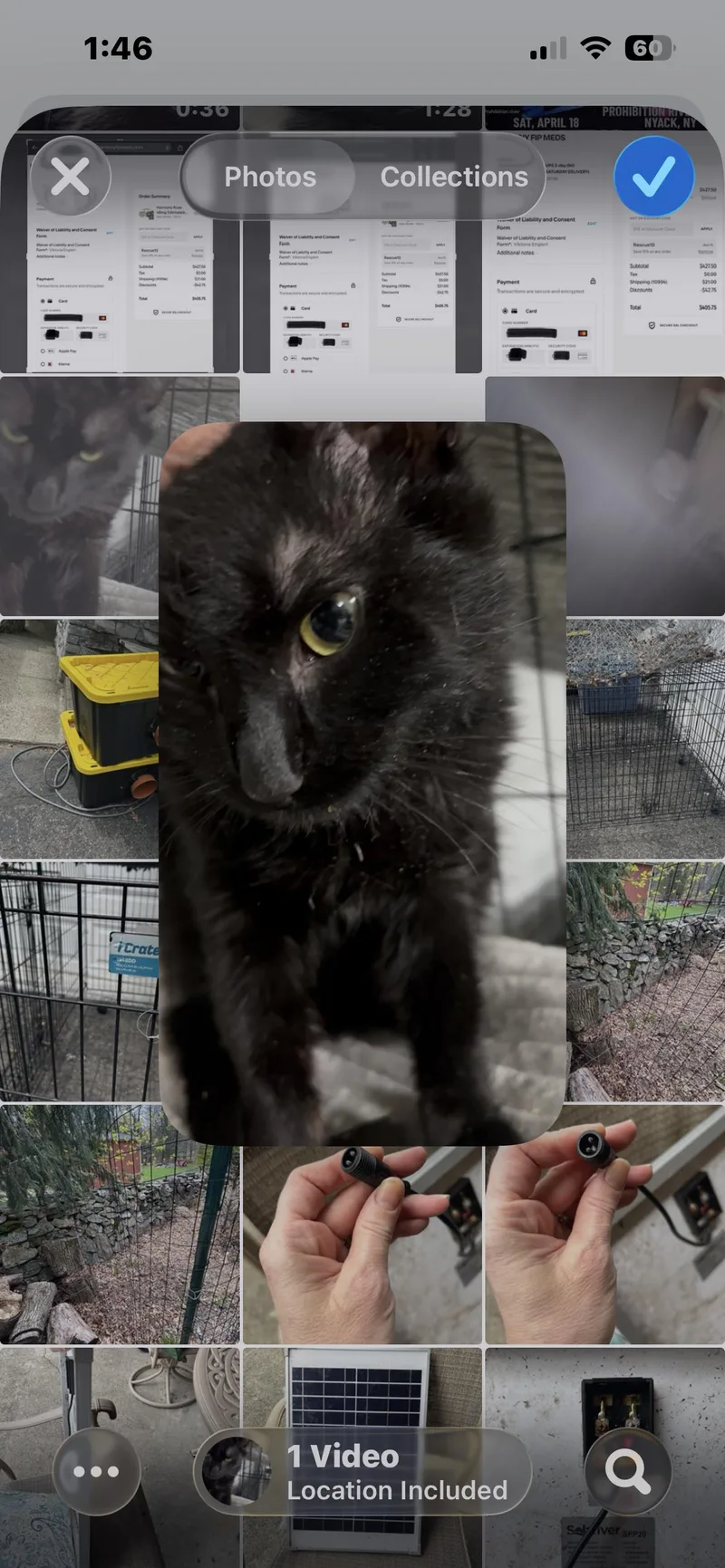 A young medium-sized male Black Domestic Short Hair cat named Gene for adoption in West Nyack, NY