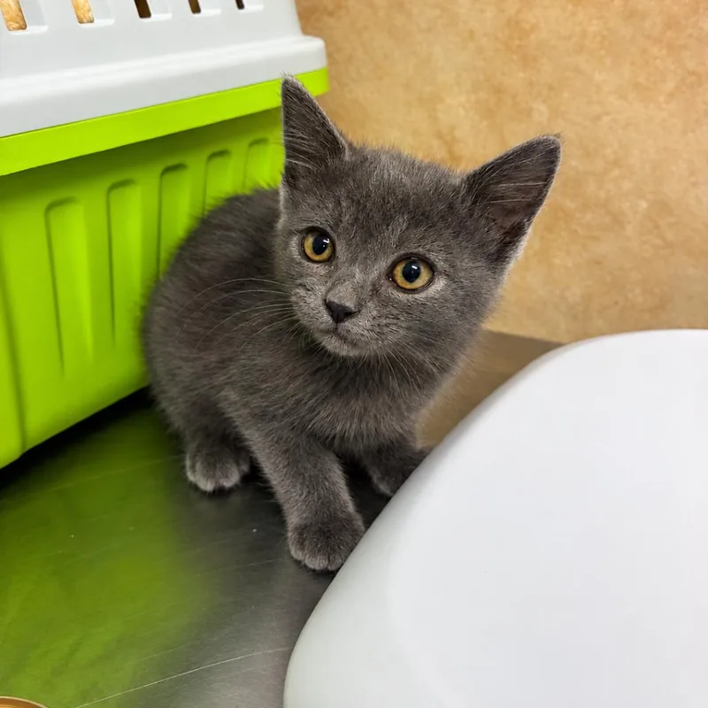 A baby small-sized female Domestic Short Hair cat named Smoke for adoption in Eureka Springs, AR