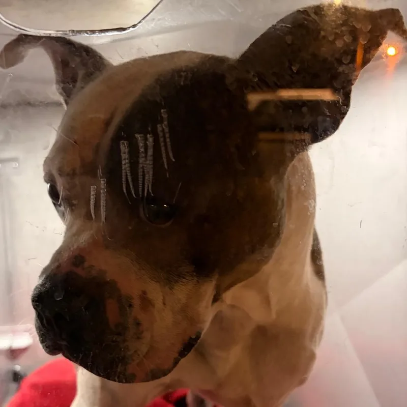 An adult medium-sized male White / Cream Mixed Breed dog named Frankie Valli for adoption in Philadelphia, PA