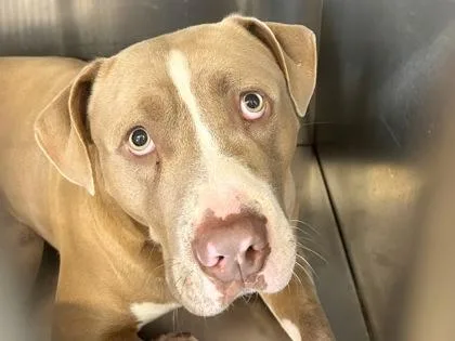 An adult large-sized male Apricot / Beige Mixed Breed dog named Harlow for adoption in Georgetown, TX