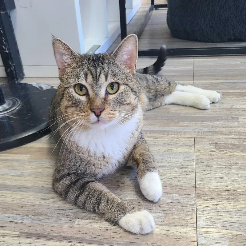 An adult large-sized male Brown / Chocolate Domestic Short Hair cat named Flit for adoption in Las Vegas, NV