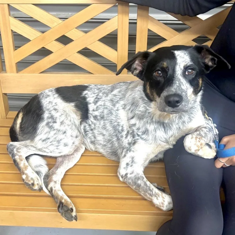 An adult medium-sized female White / Cream Australian Cattle Dog / Blue Heeler dog named Chocolate for adoption in Point Richmond, CA