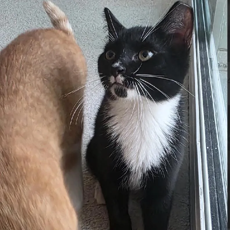 A baby small-sized male Black Domestic Short Hair cat named Krum for adoption in Lauderhill, FL