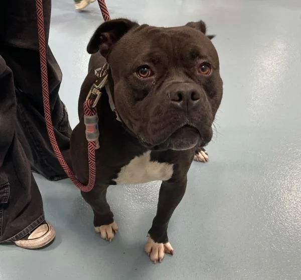 An adult large-sized male Mixed Breed dog named Pax for adoption in Ridgewood, NY