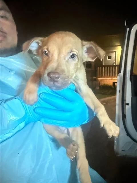 A baby small-sized male American Staffordshire Terrier dog named Cricket for adoption in San Antonio, TX