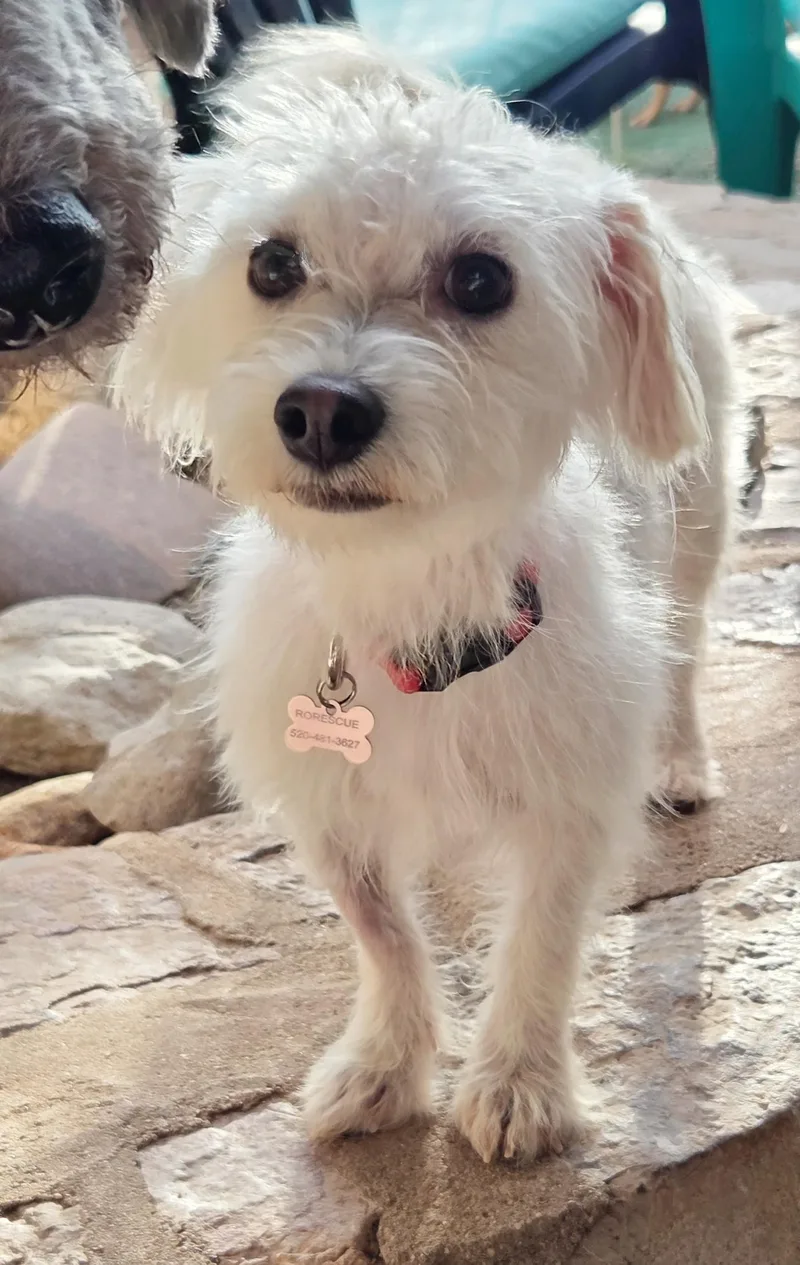 A young small-sized male White / Cream Maltipoo dog named Levi for adoption in Tucson, AZ