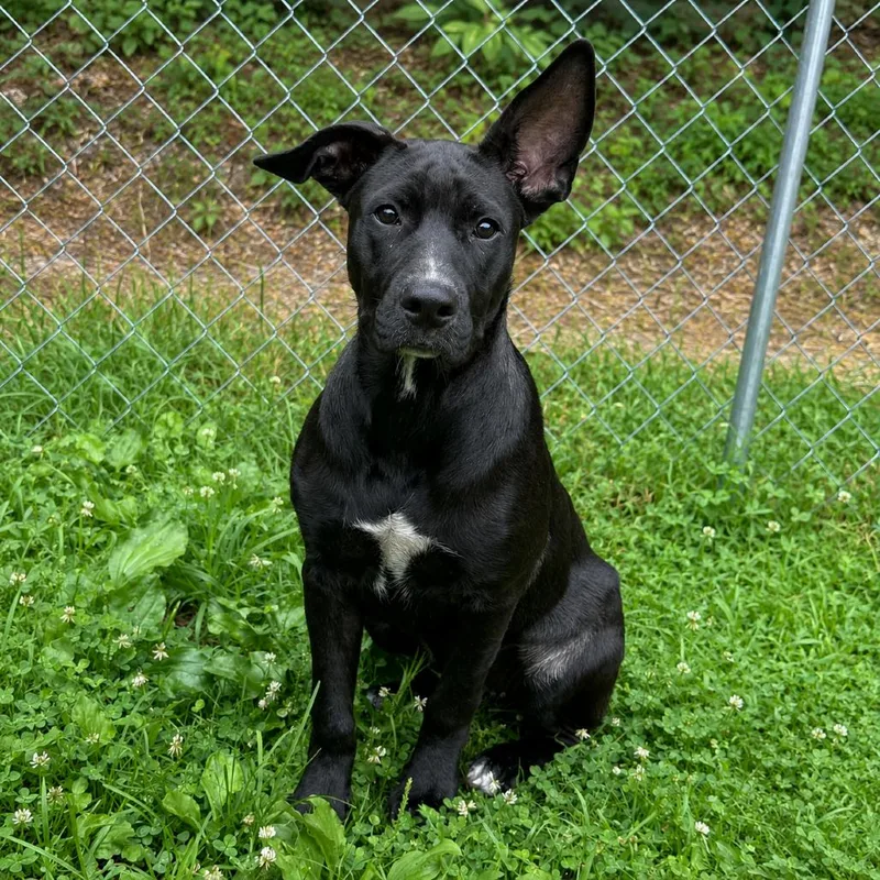A young medium-sized female Black Shepherd dog named Jody for adoption in Falls Church, VA
