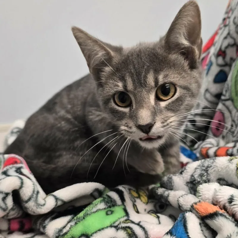 A baby medium-sized female Domestic Short Hair cat named Jesse for adoption in Sunrise Beach, MO