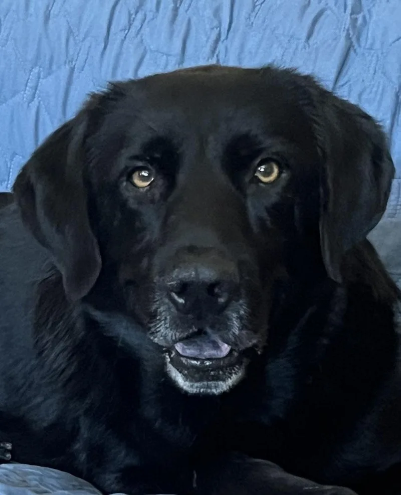Shasta thumbnail 2