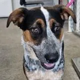 A young medium-sized female Black Mixed Breed dog named Ariel for adoption in Las Cruces, NM