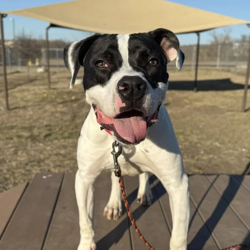 Thompson thumbnail 3