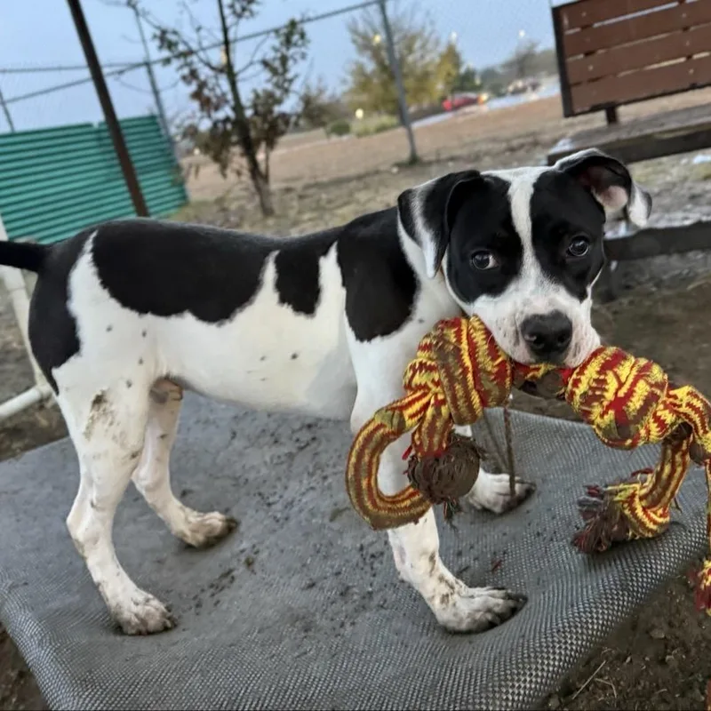 Thompson thumbnail 4