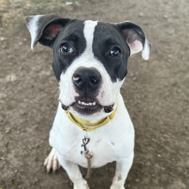 Thompson thumbnail 5