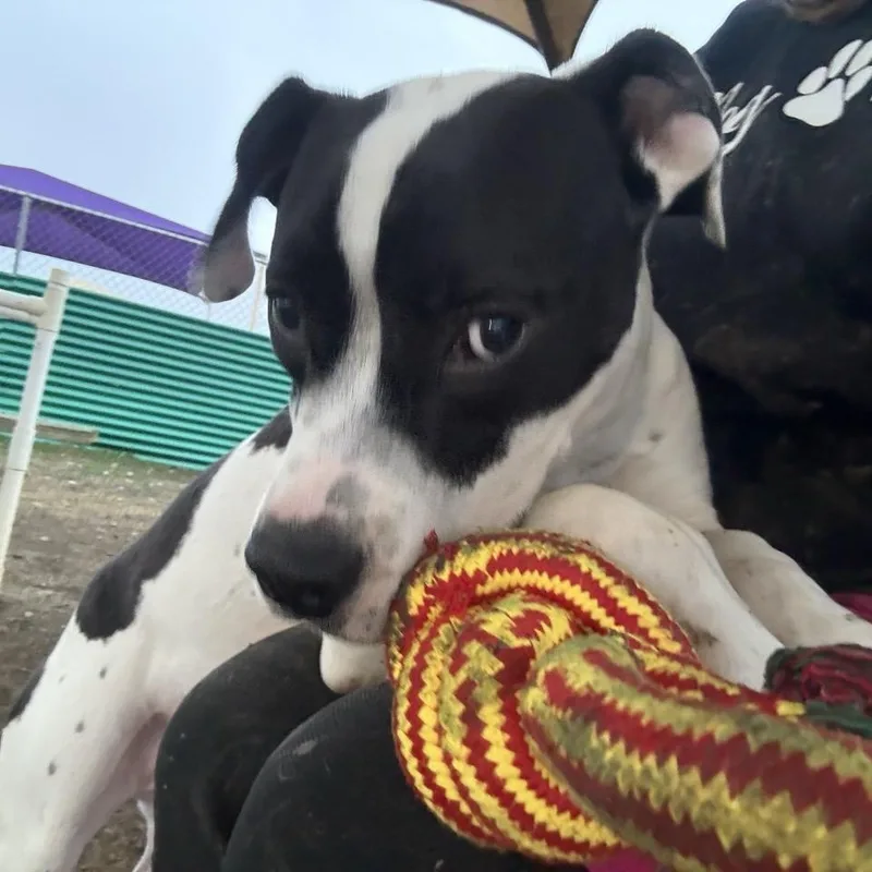 Thompson thumbnail 6