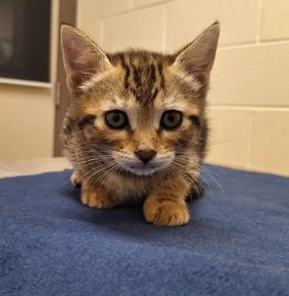 A baby small-sized female Domestic Short Hair cat named Alpaca for adoption in Westland, MI