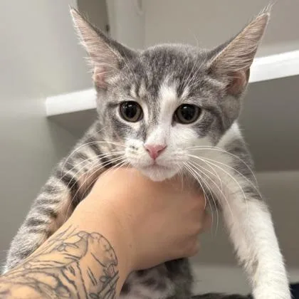 A baby small-sized female Domestic Short Hair cat named Hyacinth for adoption in Voorhees, NJ