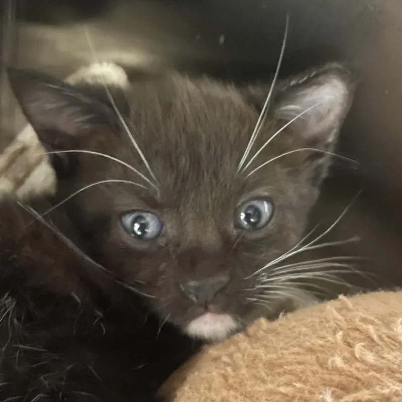 A baby small-sized female Black Domestic Short Hair cat named Goatie for adoption in West Palm Beach, FL