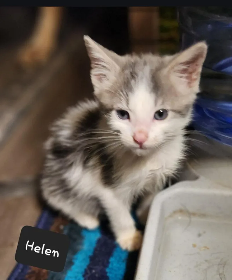 A baby small-sized female Domestic Short Hair cat named Helen for adoption in San Jacinto, CA