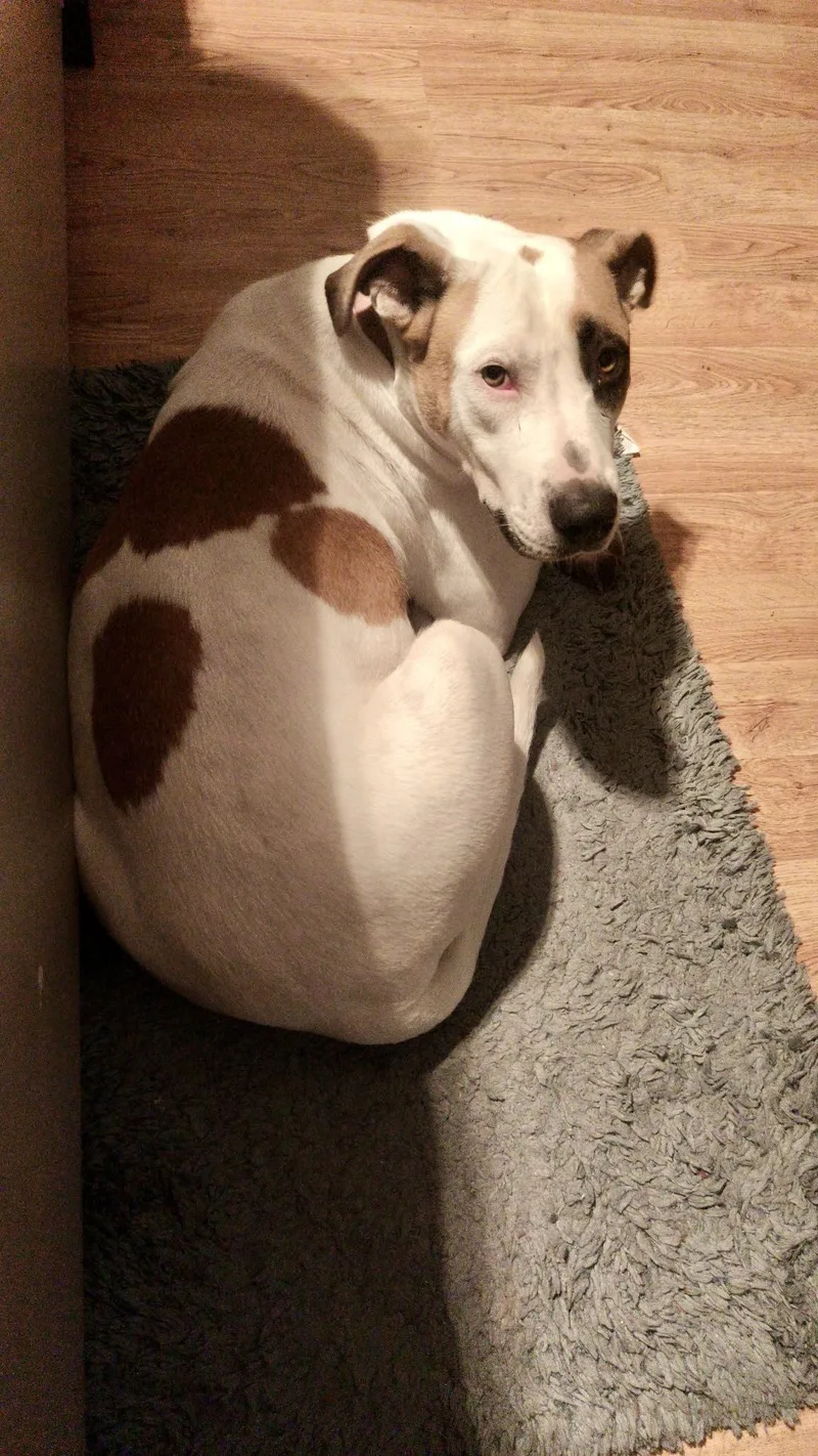 An adult medium-sized female Hound dog named Honey for adoption in Port Saint Lucie, FL