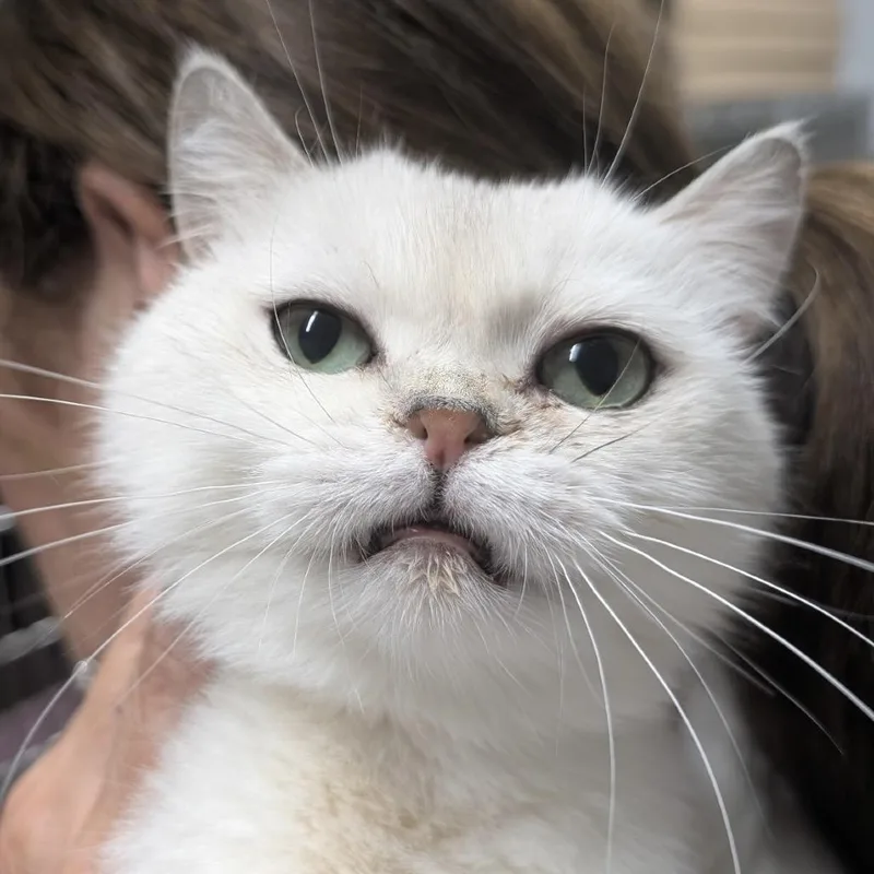 An adult medium-sized female Gray / Blue / Silver Scottish Fold cat named Maisie for adoption in Calverton, NY