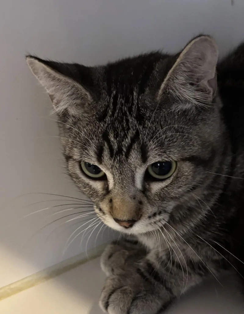 A young medium-sized male Domestic Short Hair cat named Dwight for adoption in Phoenix, AZ