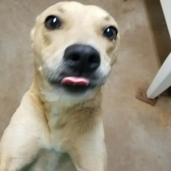 A young medium-sized female Whippet dog named Sophie for adoption in Dripping Springs, TX