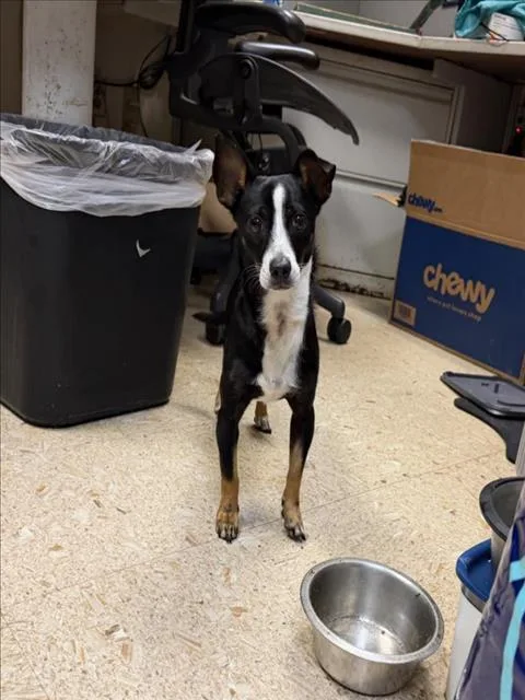 A young small-sized male Chihuahua dog named Blaze for adoption in Tulsa, OK