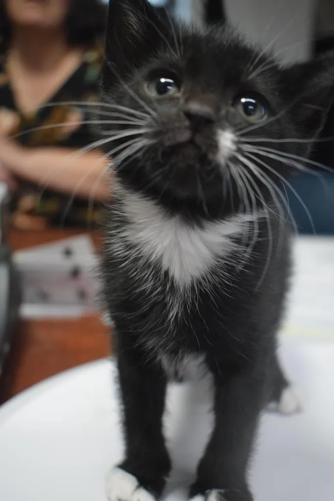 A baby medium-sized female Domestic Short Hair cat named Isabella for adoption in Pahrump, NV