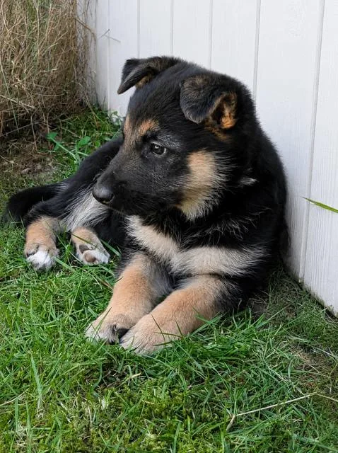 A young large-sized female German Shepherd Dog dog named Oaklee for adoption in Seattle, WA