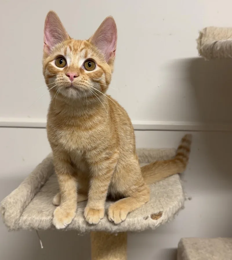 A young small-sized male Tabby (Orange / Red) Domestic Short Hair cat named Fergus for adoption in Kearneysville, WV