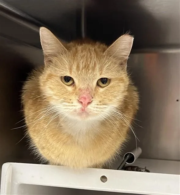An adult medium-sized female Domestic Short Hair cat named Unknown for adoption in Rancho Cucamonga, CA
