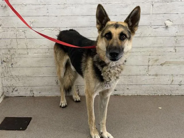 An adult medium-sized male German Shepherd Dog dog named Ranger for adoption in San Bernardino, CA