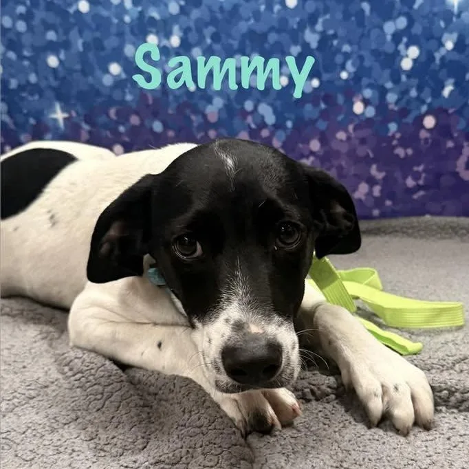 Sammy