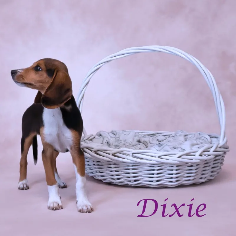 A baby small-sized female Brown / Chocolate Beagle dog named Dixie D for adoption in Lebanon, TN