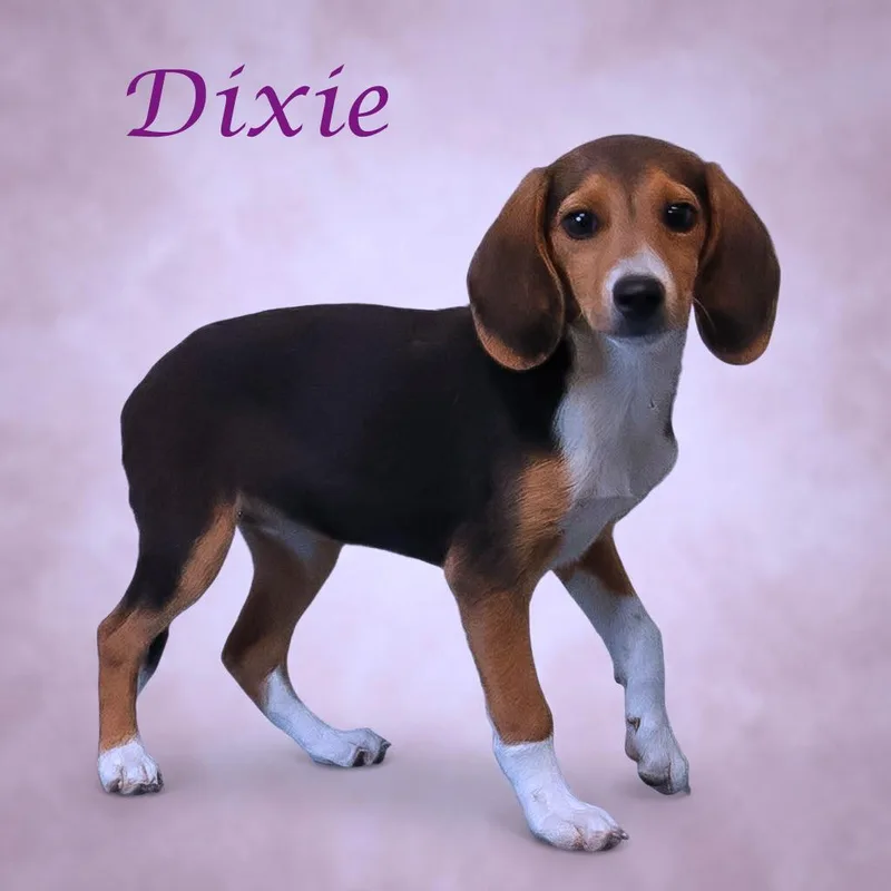 Dixie D thumbnail 2