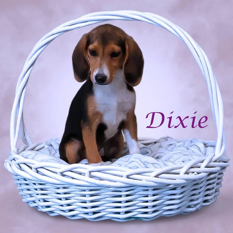 Dixie D thumbnail 3