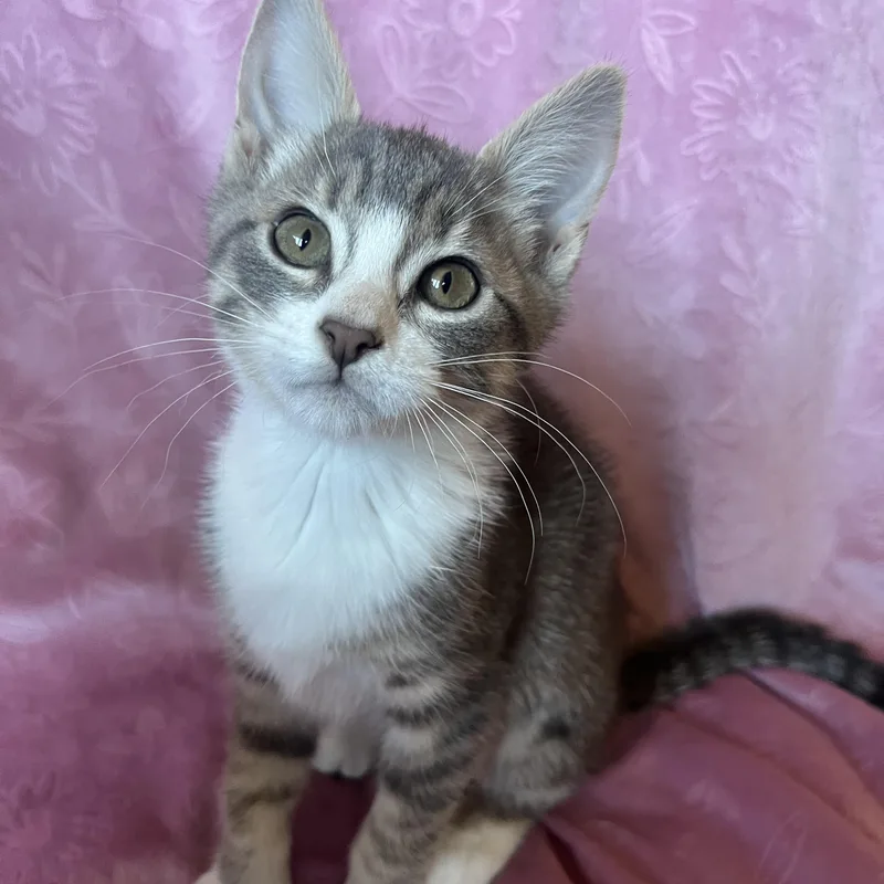 A baby medium-sized female Dilute Calico cat named Ember for adoption in Ephrata, WA