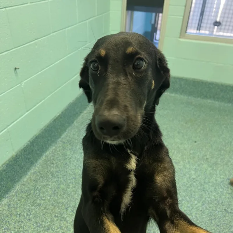 A young medium-sized female Black Mixed Breed dog named Buddha for adoption in Naples, FL