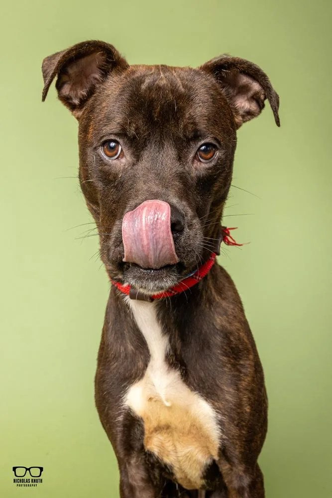 A young medium-sized male Rottweiler dog named Remus for adoption in Palatine, IL