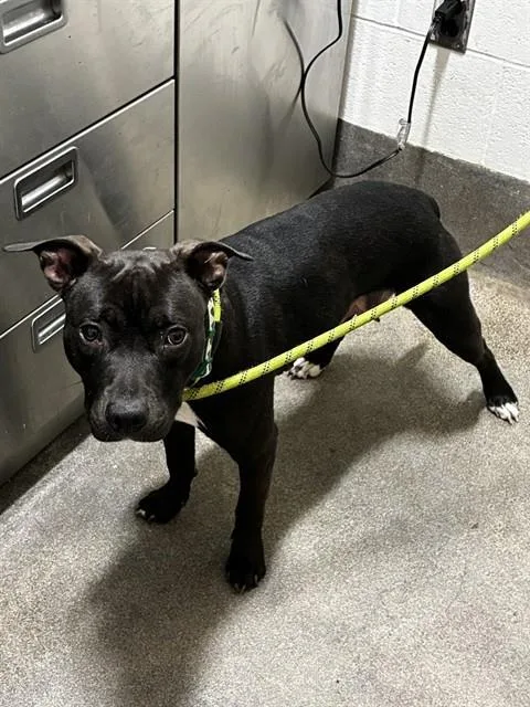 An adult large-sized female Pit Bull Terrier dog named Dora for adoption in Upper Marlboro, MD