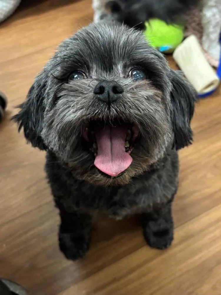 Stella Jean thumbnail 3