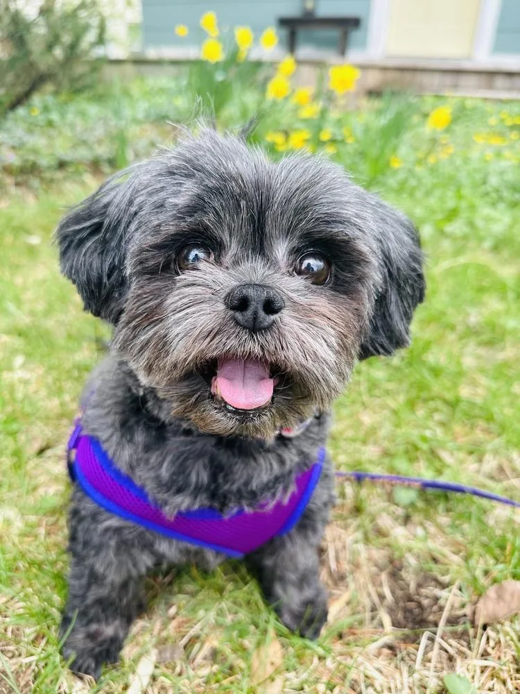 Stella Jean thumbnail 4