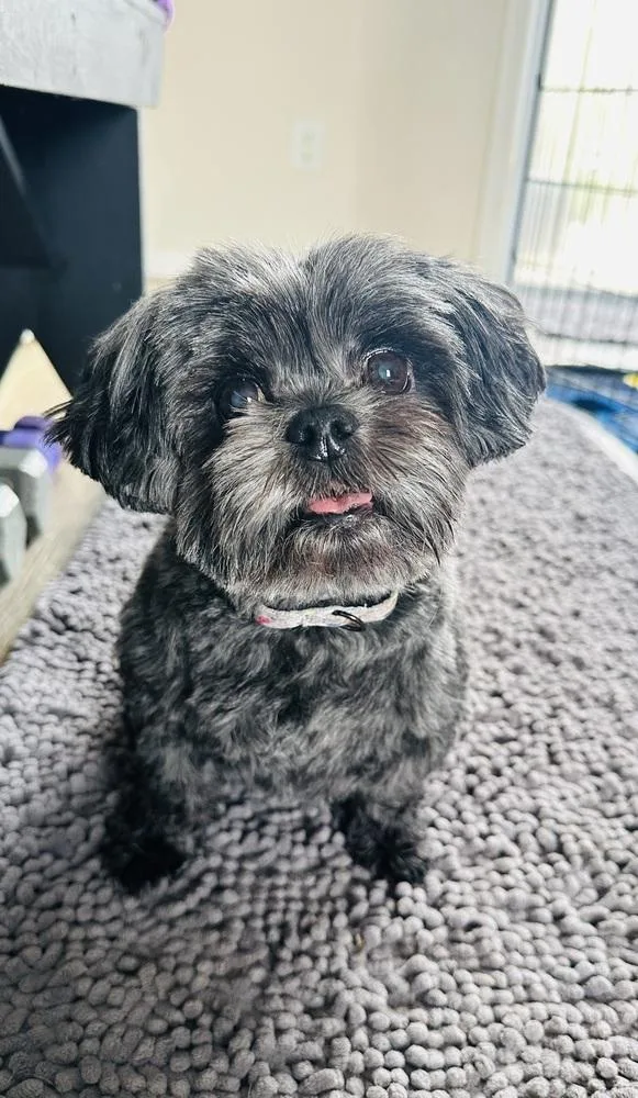 Stella Jean thumbnail 5