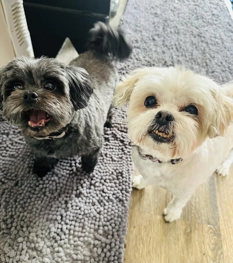 Stella Jean thumbnail 6