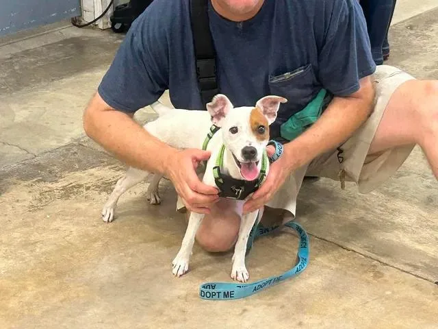 An adult small-sized female Jack Russell Terrier dog named Jackie for adoption in Urbana, IL