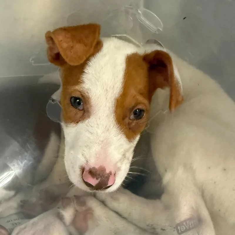 A baby small-sized male Red / Chestnut / Orange Plott Hound dog named Rick for adoption in San Antonio, TX